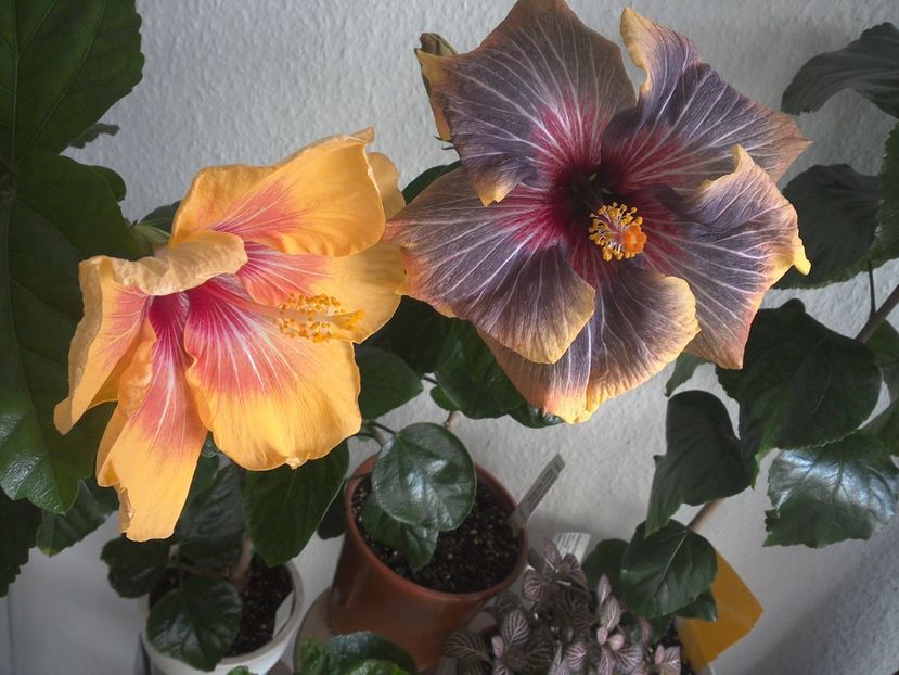 WIN_20170303_102547 - 02Hibiscus