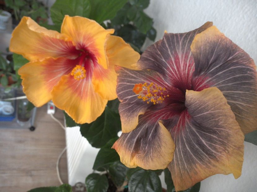 WIN_20170303_102601 - 02Hibiscus