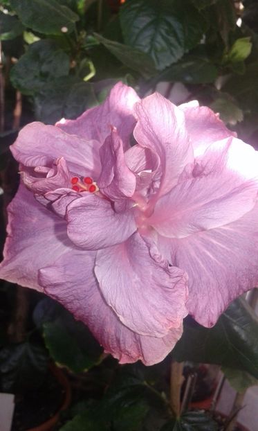  - HIBISCUS 2017