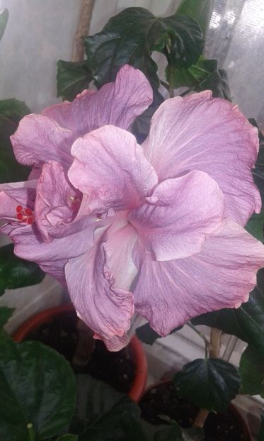  - HIBISCUS 2017