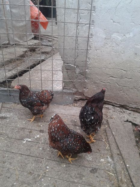  - wyandotte pitic portelan 2016-2017