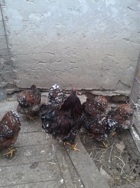 G - wyandotte pitic portelan 2016-2017