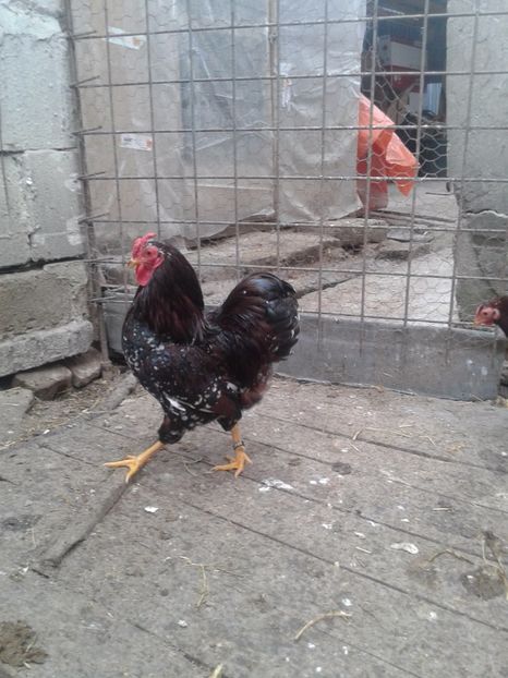  - wyandotte pitic portelan 2016-2017