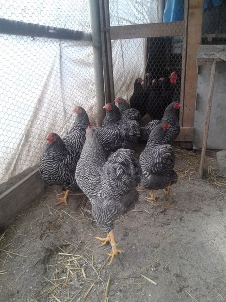  - wyandotte pitic barat 2016-2017