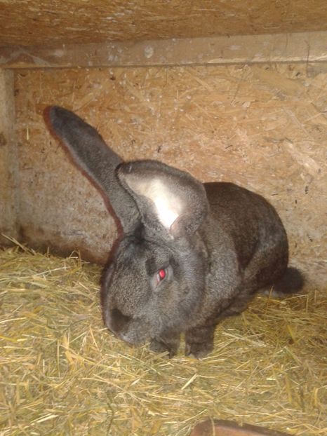  - DE VANZARE 2017 FEBRUARIE-MARTIE