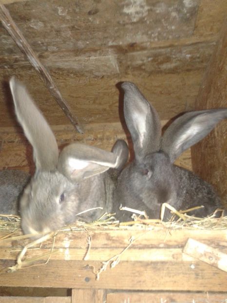  - DE VANZARE 2017 FEBRUARIE-MARTIE