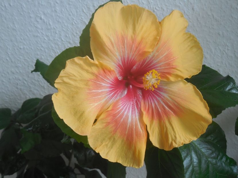  - Tahitian Arcturus Queen