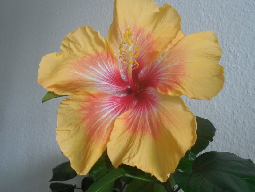  - Tahitian Arcturus Queen