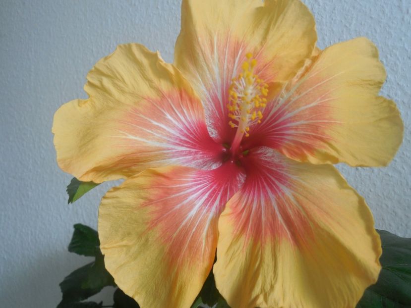  - Tahitian Arcturus Queen