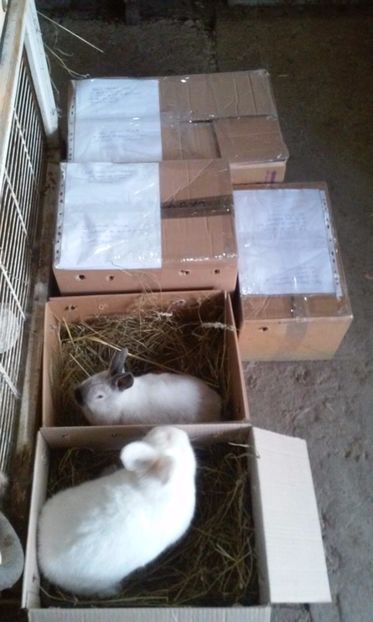  - LISTA CUMPARATORILOR