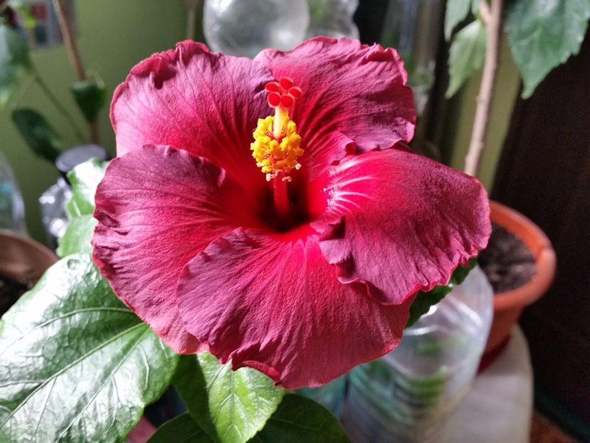 03-03-2017 - Electric blue