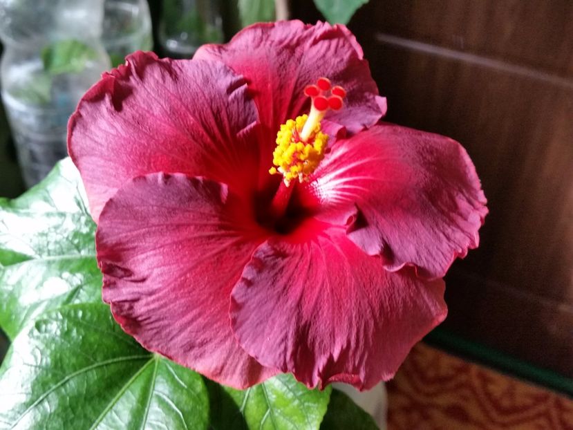 Electric blue - Colectia mea de hibiscusi