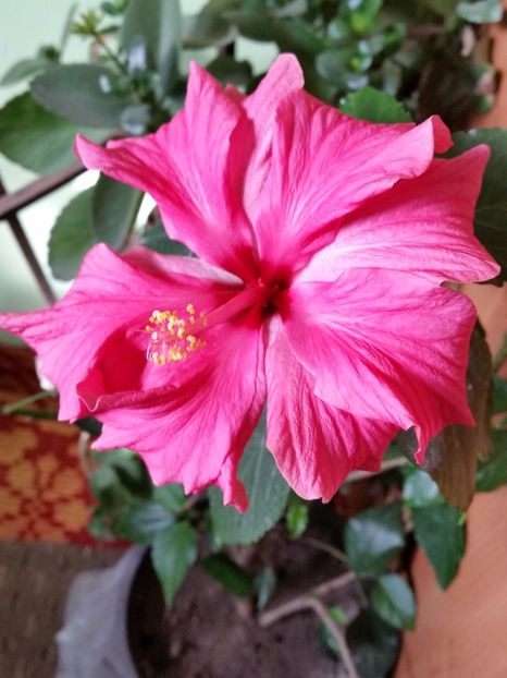  - hibiscus