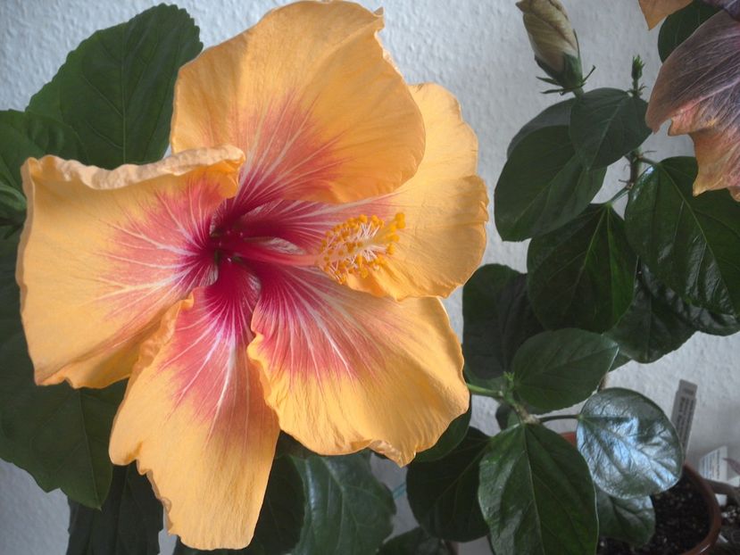 WIN_20170303_102632 - 02Hibiscus