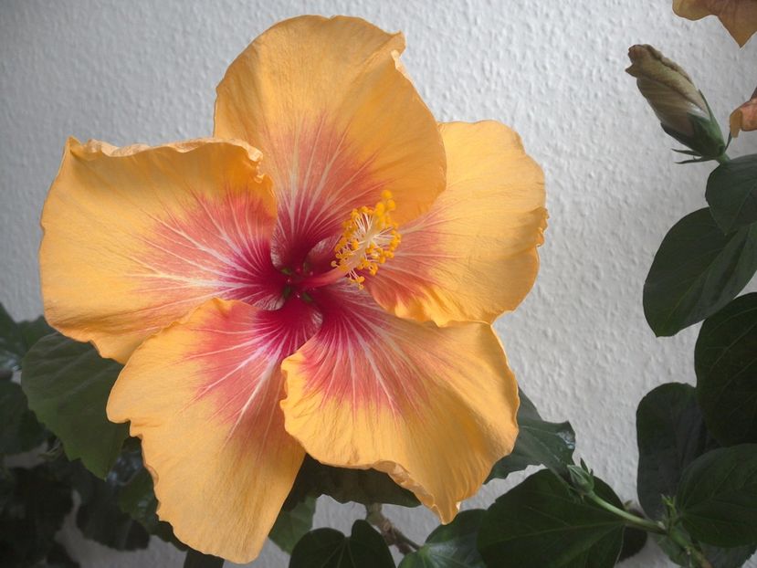 WIN_20170303_102651 - 02Hibiscus