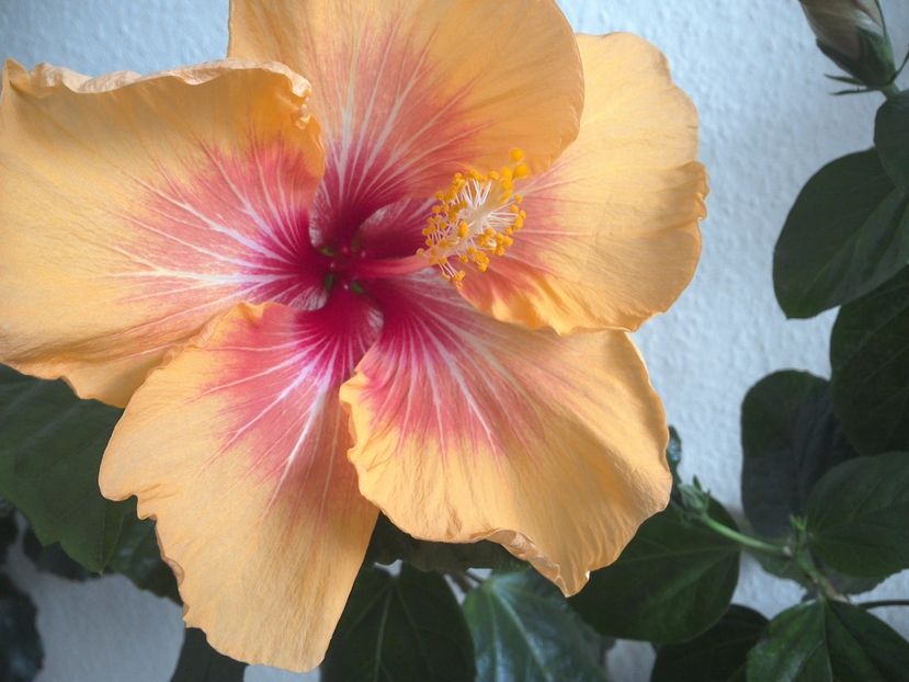 WIN_20170303_102657 - 02Hibiscus