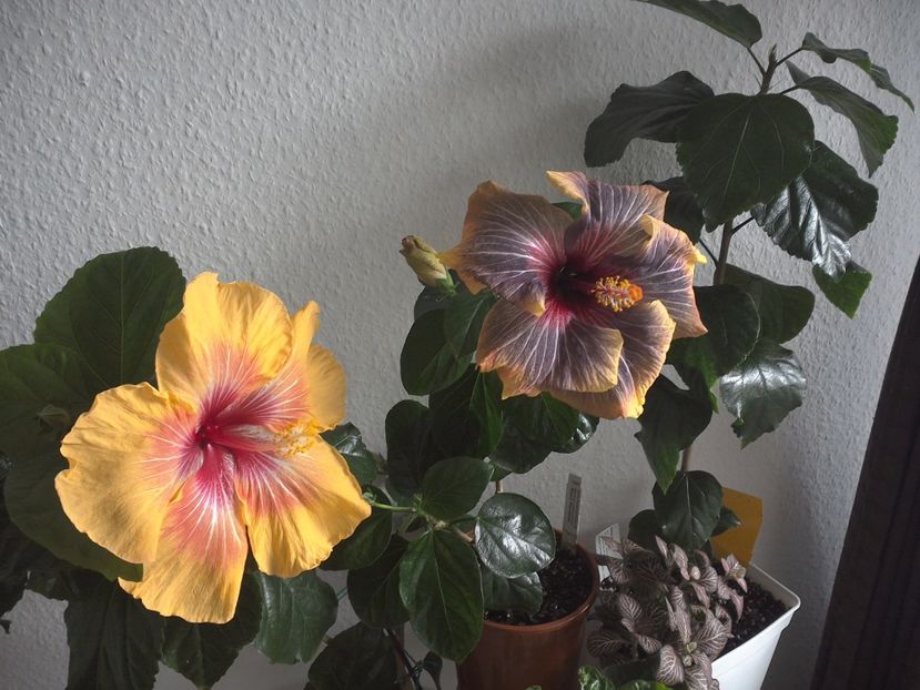 WIN_20170303_125029 - 02Hibiscus