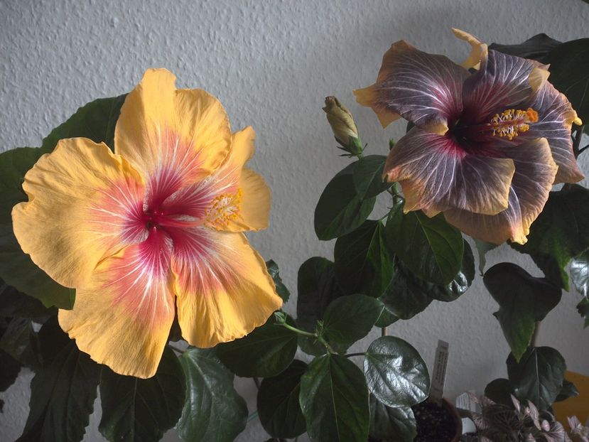 WIN_20170303_125040 - 02Hibiscus