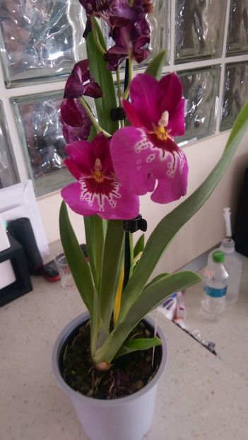 Miltoniopsis - Orchidee