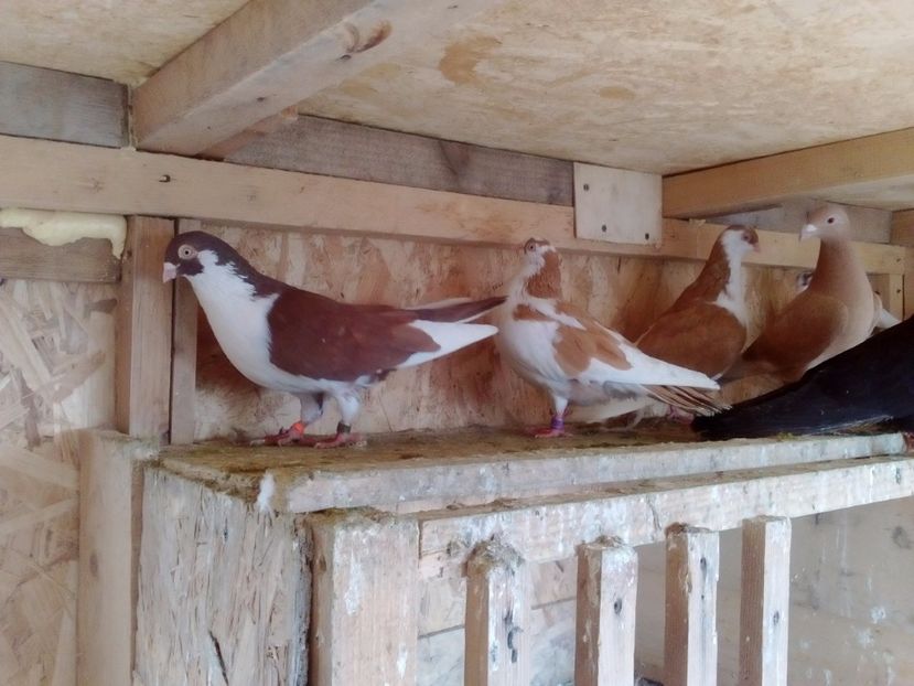 Surpriza - Jucatori de Galati