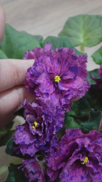 20170302_235641_HDR - Psychedelic rose fantasy