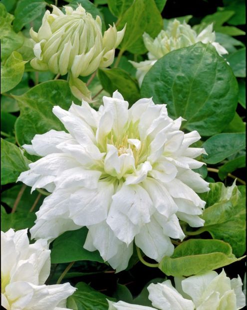 Clematis-Duchess-of-Edinburgh - CLEMATITE - Inventar