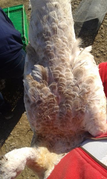  - P--Pauni Purple Umar Negru