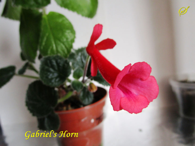 Gabriel s  Horn(3-03-2017) - Sinningii 2017