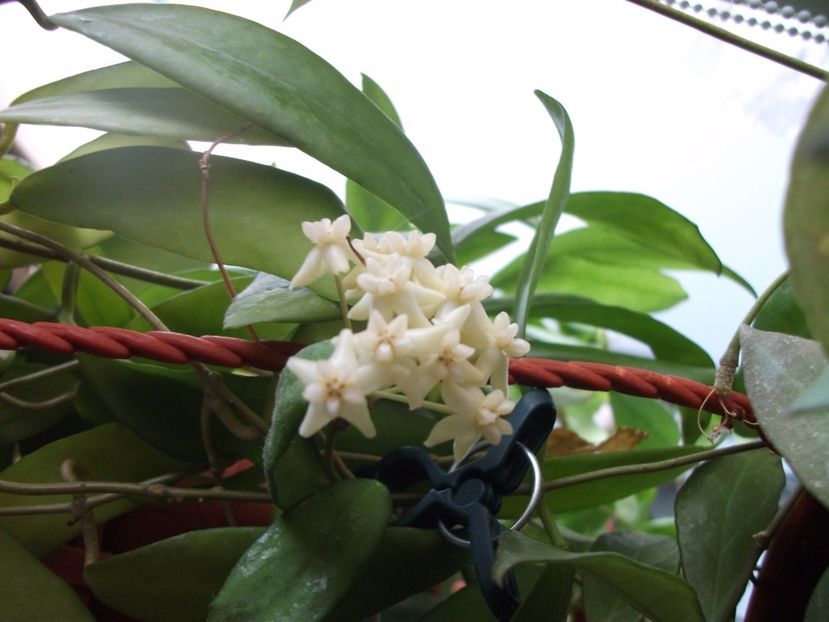  - cagayanensis pimenteliana