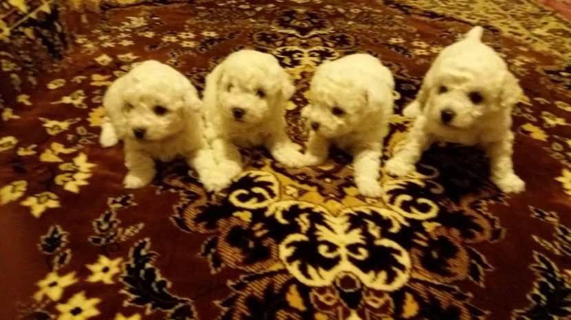  - Pui bichon frise 2017