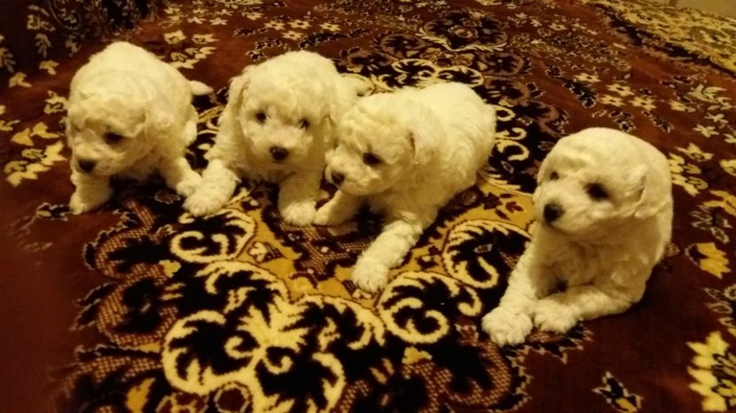  - Pui bichon frise 2017