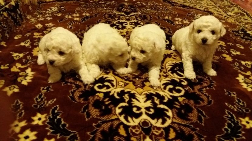  - Pui bichon frise 2017