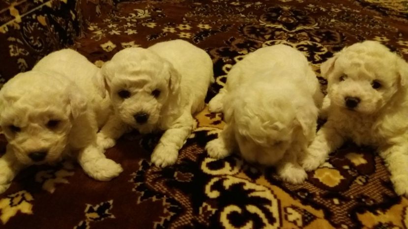  - Pui bichon frise 2017