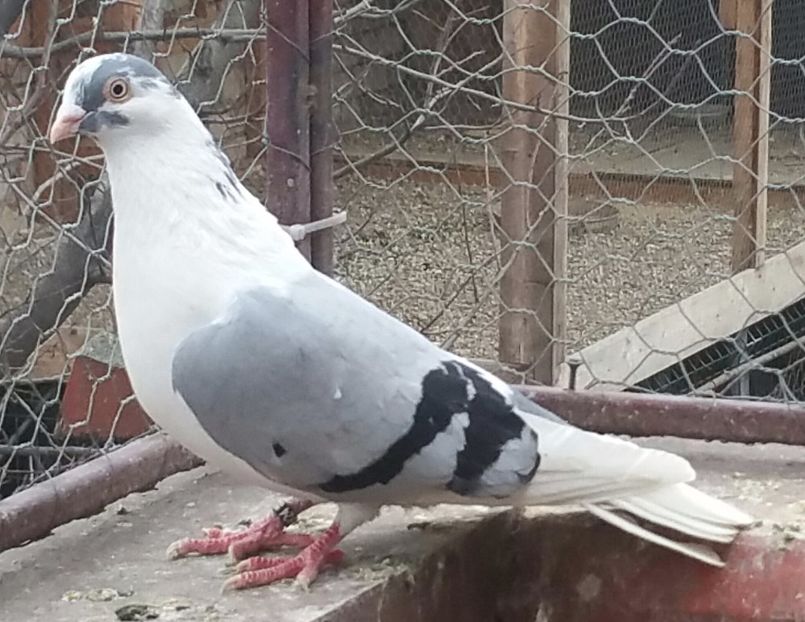 Dat in Sibiu la Scutea - D- Porumbei JUCATORI DE GALATI VANDUTI Album 3