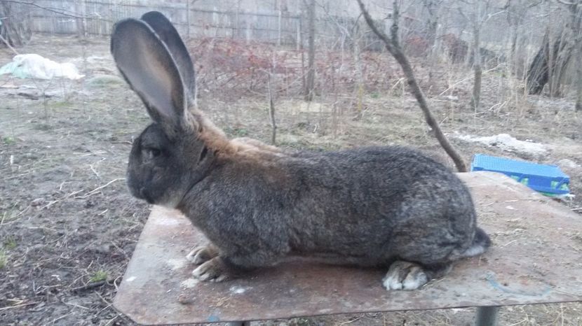  - Mascul urias german gri