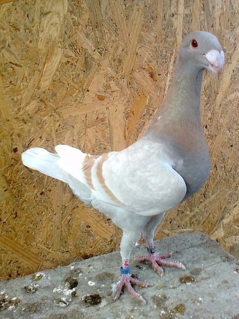 Femela 4, 2016 - F ___ VOIAJORI GERMANI