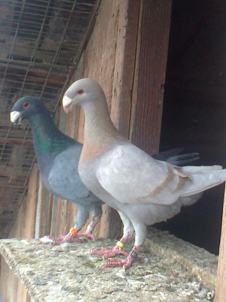 Perechea 4 - F ___ VOIAJORI GERMANI