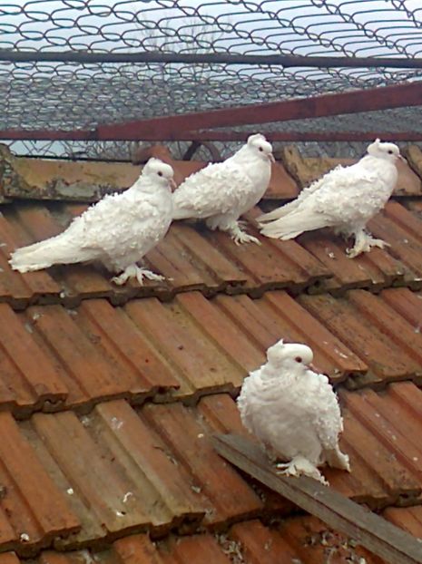 fotografie2858_001 - E ___ CRETI FRANCEZI ALBI