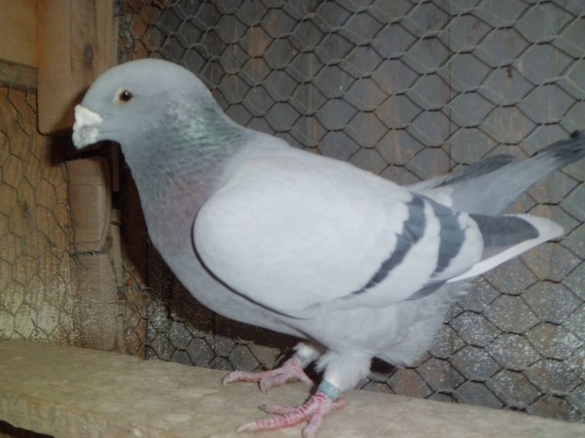 MASCUL-2015 - DE   VANZARE    2017