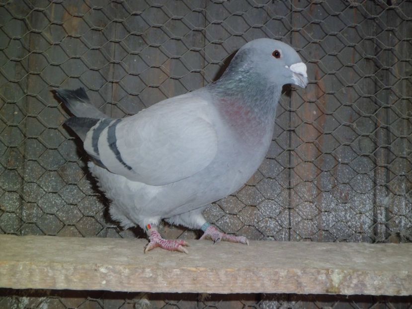 CIMG6225 - DE   VANZARE    2017