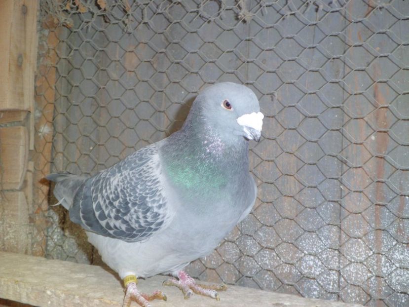 CIMG6246 - DE   VANZARE    2017