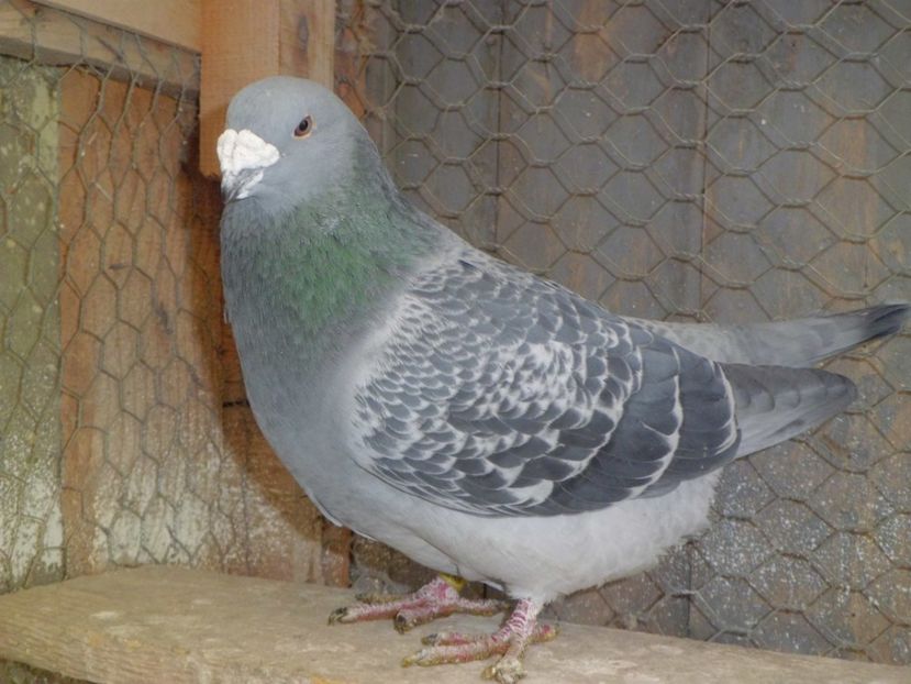 CIMG6243 - DE   VANZARE    2017