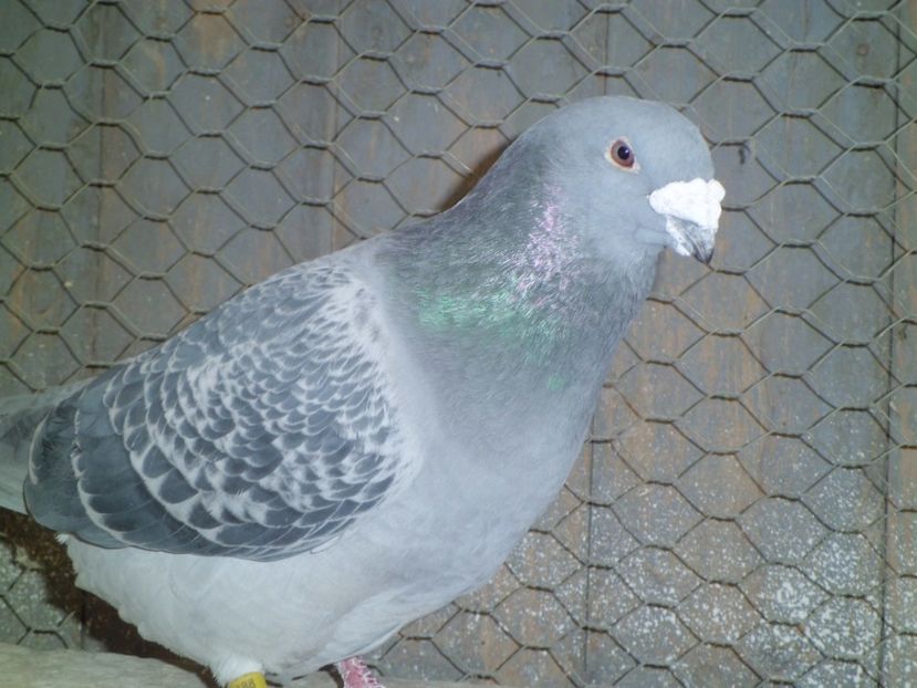 MASCUL-2015 - DE   VANZARE    2017