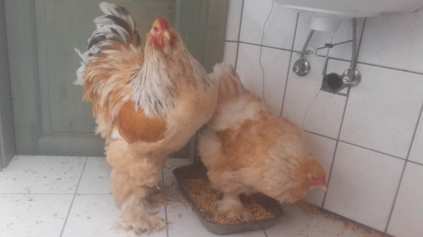  - Achizitii Germania 2017