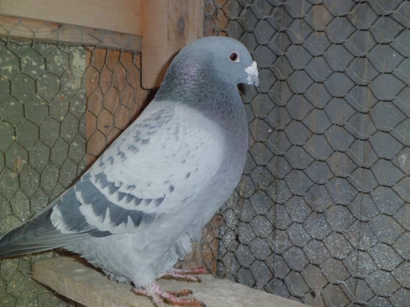 CIMG6268 - DE   VANZARE    2017