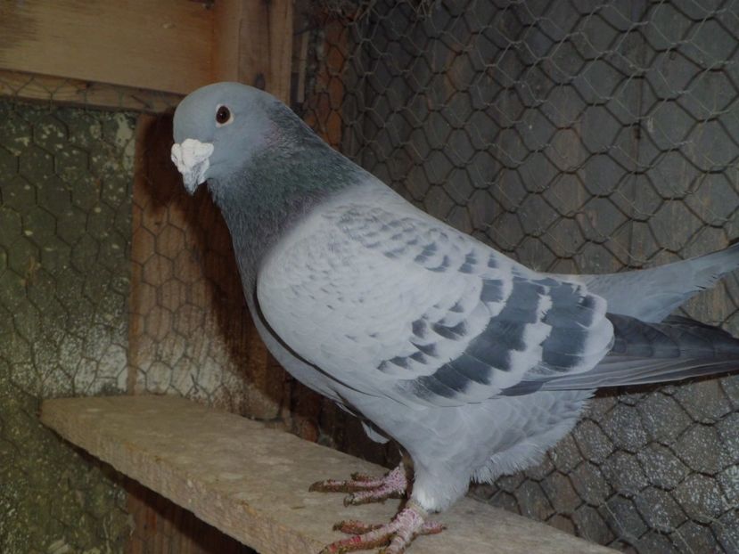 MASCUL-2015 - DE   VANZARE    2017