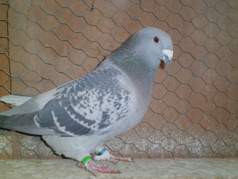 FATA-  2016 - DE   VANZARE    2017