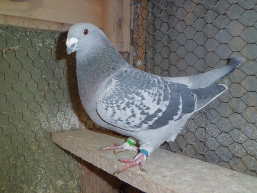 CIMG6296 - DE   VANZARE    2017