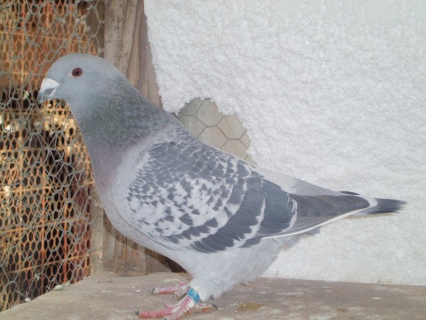 CIMG6323 - DE   VANZARE    2017