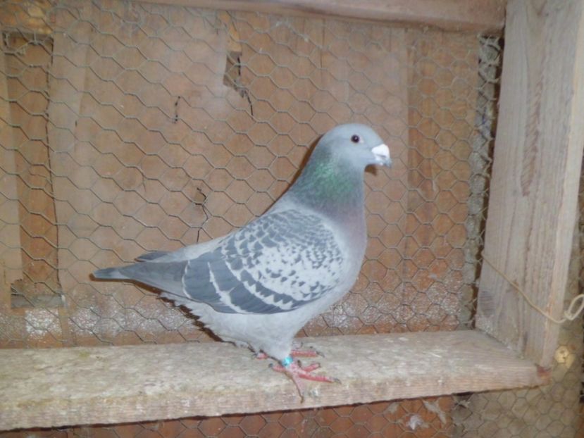 CIMG6343 - DE   VANZARE    2017